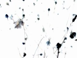 DEAD FLOWERS : saturated color (LOOP) Stock Footage