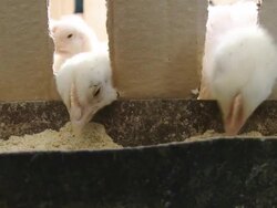 HD DOLLY : Hens Eating Food Stock Footage