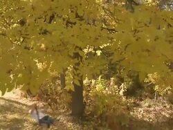 Child swings in Autumn leaves Stock Footage