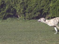 MS SLO MO Whippet Dog running  / vieux pont en auge, Normandy, France Stock Footage