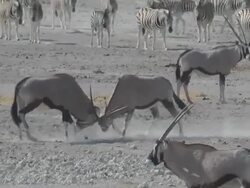 oryx fighting Stock Footage