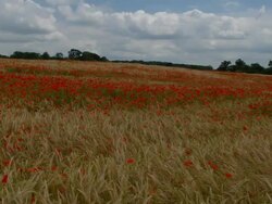 T/L cloud shadows passing over poppies in barley field, UK Stock Footage
