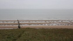lonely tree in the beach Stock Footage