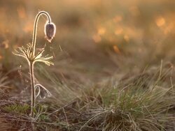 Small Pasque Flower Stock Footage