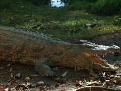 View of an alligator lying in the shade wide its mouth open. Stock Footage
