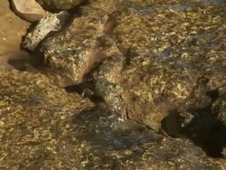 Cancer animal on rock Stock Footage