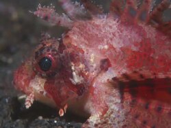 Dwarf Lionfish, reddish orange head shot, close up. Indonesia  Stock Footage