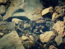 HD - Frogs Hiding During an Earthquake Stock Footage