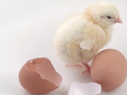 Newly born Stock Footage