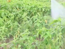 Farmer kills weed spraying pesticides in tropical field Stock Footage
