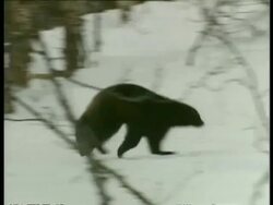 MS Wolverine, Gulo gulo, running through snow and trees, Arctic Circle Stock Footage
