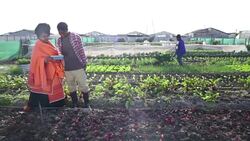African woman discusses over digital tablet in organic farm Stock Footage