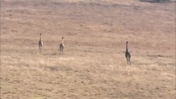 Three giraffes run through Kruger National Park. Stock Footage