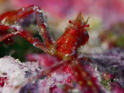 EXTREME CLOSE UP RED ORANGUTAN CRAB Stock Footage