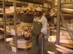 Huge collection of ivory auctioned News Clip