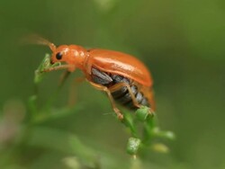Insect Stock Footage