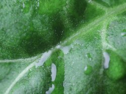 Water droplets fall on Chrysanthemum leaf Stock Footage