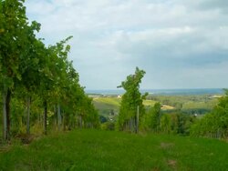 HD Motion Time-Lapse: Cloudscape Over Vineyard Stock Footage