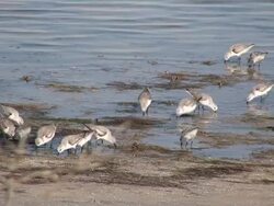 Sandpipers on The Shore Stock Footage