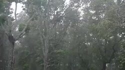 Torrential Rain in the woods Stock Footage