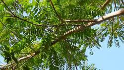 Movement of Green Leafs Stock Footage