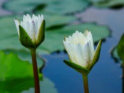 Waterlily blooming Stock Footage