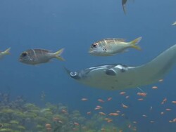 Manta Ray Stock Footage