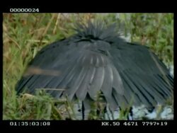 CU Black egret, hunting, pulls wings up over head to see in water, to camera Stock Footage