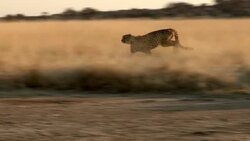 A cheetah runs through the tall grass of the savanna. Stock Footage