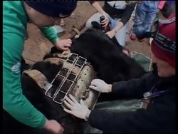 Bears rescued from farm allegedly practising bile extraction News Clip