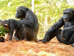 Chimpanzees. Stock Footage