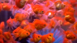 goldfish Stock Footage