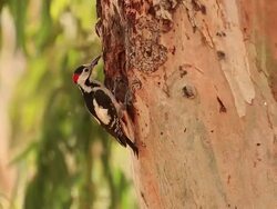 Syrian Woodpecker (Dendrocopos syriacus) feeding chicks in the nest Stock Footage