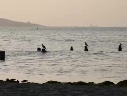WS View of birds on seaport at sunset / Paracas, Nazca, Peru Stock Footage