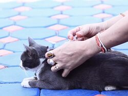 injection of a cat Stock Footage