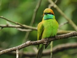 Green Bee-eater Stock Footage