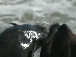 Cape fur seals (Arctocephalus pusillus) on rocks, waves splashing, Cape Cross, Namibia Stock Footage