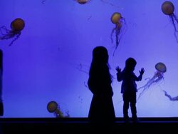 Jelly fish in big aquarium with silhouettes of people Stock Footage