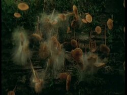 MCU Toadstools growing on log, Amazon Stock Footage