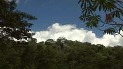Clouds moving over tropical rainforest in Ecuador with Cecropia tree in foreground Stock Footage
