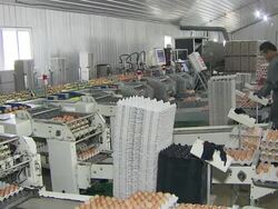 MS Workers working in egg factory / Anseong, Gyeonggi-do, South Korea Stock Footage