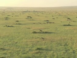 Aerial animals in African landscape, Kenya, Africa Stock Footage