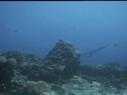 Thresher shark (Alopias vulpinus) behaviour coming into cleaning stations to be cleaned, Malapascua, Philippines Stock Footage
