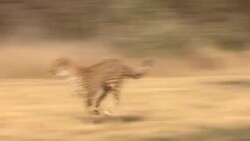 A cheetah runs fast through the savanna. Stock Footage