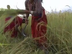 MS TU Native women herding cattle / Birendranagar, Surkhet, Himalayan foothills, Nepal      Stock Footage