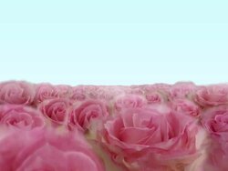 BLOOMING ROSE FIELD  - roses/light blue (seamless loopable) Stock Footage