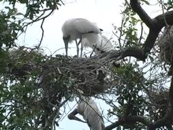 nesting woodstorks and chicks Stock Footage