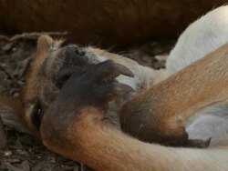 CU View of Kangaroo laying down / Northern Territory, Australia Stock Footage