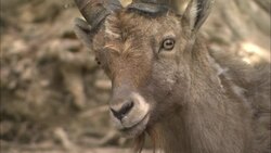 Alpine ibex. Alpenzoo, Innsbruck, Austria Stock Footage