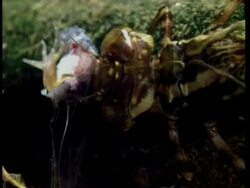 CU Dragonfly larva eating froglet Stock Footage